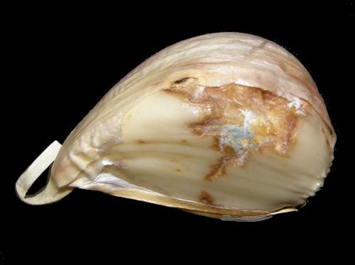 Почему желтеют зубчики чеснока при хранении. Причины усыхания чеснока при хранении 11 Почему желтеют зубчики чеснока при хранении. Причины усыхания чеснока при хранении 11