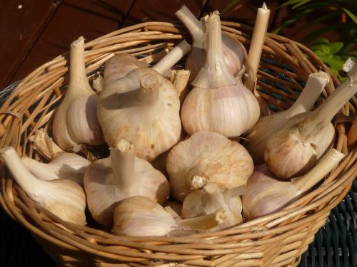 Почему сохнет чеснок при хранении. Почему сохнут головки чеснока при хранении