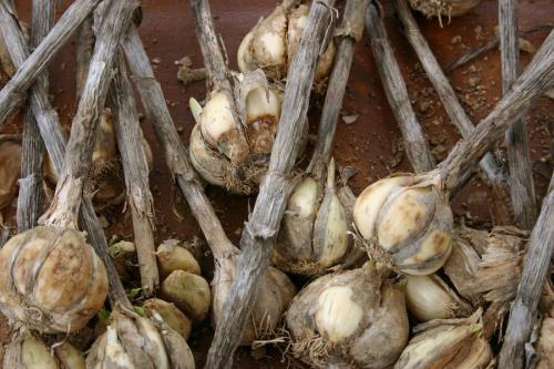 Болезни чеснока при хранении. Болезни чеснока и борьба с ними