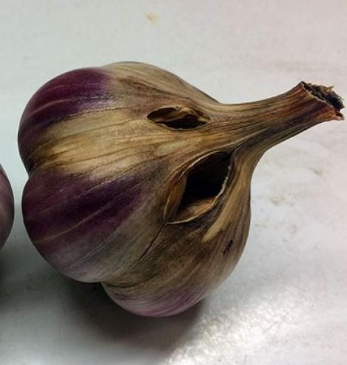 Почему желтеют зубчики чеснока при хранении. Причины усыхания чеснока при хранении 14 Почему желтеют зубчики чеснока при хранении. Причины усыхания чеснока при хранении 14