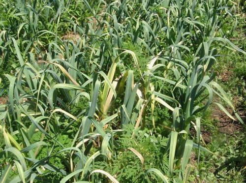 Почему желтеют зубчики чеснока при хранении. Причины усыхания чеснока при хранении 08 Почему желтеют зубчики чеснока при хранении. Причины усыхания чеснока при хранении 08