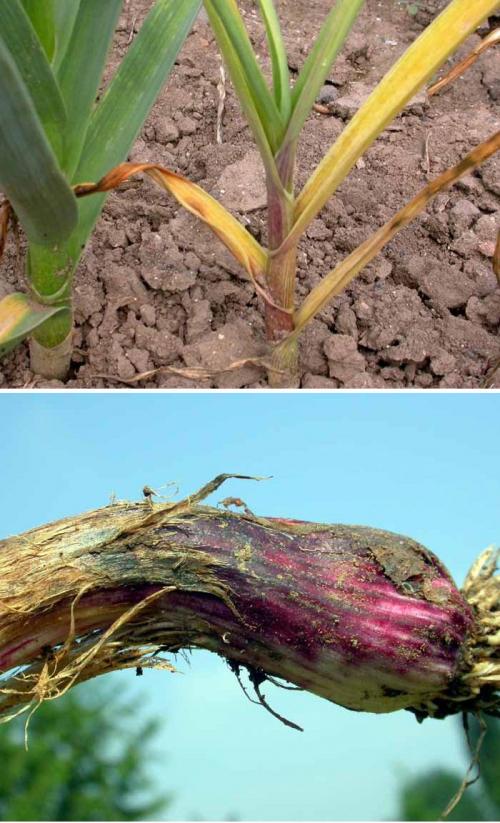 Почему гибнет чеснок. Болезни и вредители чеснока: признаки, правила и методы лечения