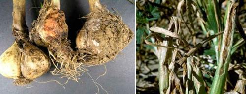 Почему гибнет чеснок. Болезни и вредители чеснока: признаки, правила и методы лечения