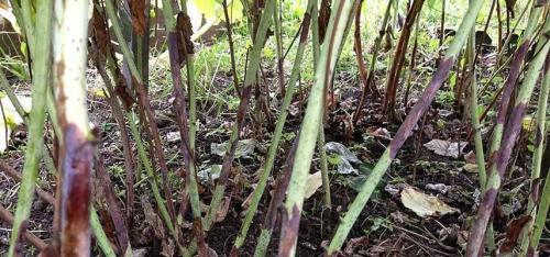 Какие растения можно смешивать с малиной в одном горшке