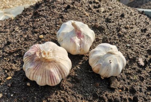 Какие растения можно смешивать с малиной в одном горшке