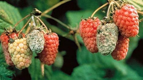 Какие растения можно смешивать с малиной в одном горшке