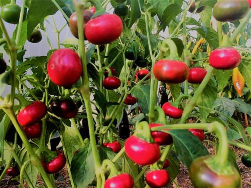 Черешня ред пасифик. Перец чили Red Cherry (Красная Вишня)