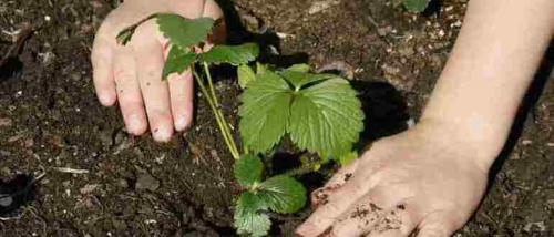 Пересадка клубники в сентябре. Посадка клубники в сентябре, особенности пересадки на новое место осенью