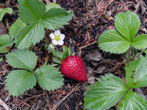 Поздняя пересадка клубники. Когда и как пересаживать клубнику весной: в каком месяце 02