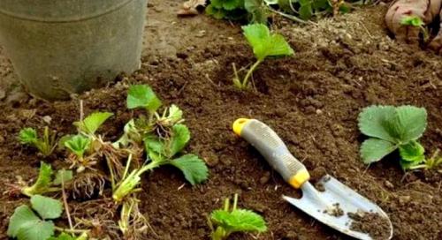 Можно ли в октябре пересаживать клубнику. Можно ли пересаживать клубнику в конце октября. Можно ли пересаживать клубнику в октябре и какой уход ей необходим?