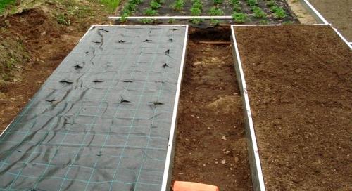 Можно ли в октябре пересаживать клубнику. Можно ли пересаживать клубнику в конце октября. Можно ли пересаживать клубнику в октябре и какой уход ей необходим?