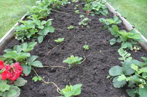 Поздняя пересадка клубники. Когда и как пересаживать клубнику весной: в каком месяце