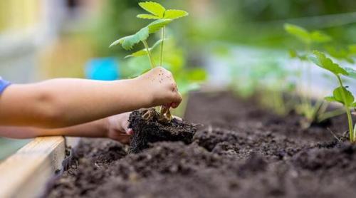 Пересадка клубники в сентябре. Посадка клубники в сентябре, особенности пересадки на новое место осенью