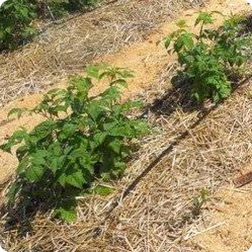 Чтобы ремонтантной малины было море и она вызрела.. УХОД ЗА РЕМОНТАНТНОЙ МАЛИНОЙ