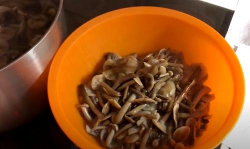 Соленые опята холодным способом. Рецепт засолки опят холодным способом 10