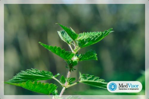 Ожог от крапивы, что делать. Крапивный ожог и как его лечить