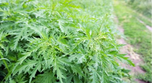 Почему мне не хотелось спать после полученных ожогов от крапивы. Перечень запретов при лечении ожогов 05