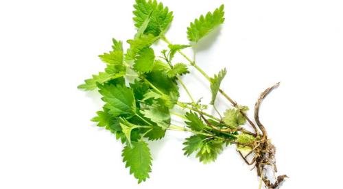 Почему мне не хотелось спать после полученных ожогов от крапивы. Перечень запретов при лечении ожогов 04