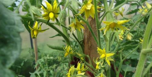 Как правильно рассчитать дозу удобрений для томатов в теплице в августе. Правильная подкормка томатов на каждом этапе: сколько раз за сезон кормить, составы и сроки, таблица внесения удобрений