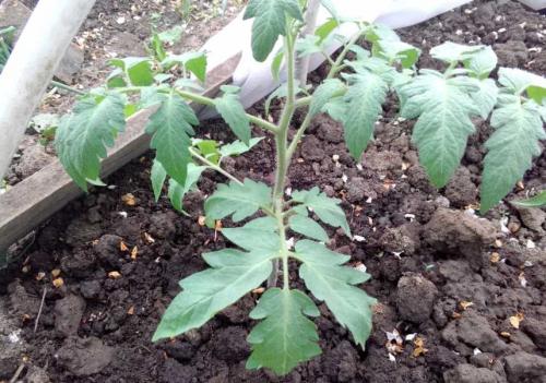 Как правильно рассчитать дозу удобрений для томатов в теплице в августе. Правильная подкормка томатов на каждом этапе: сколько раз за сезон кормить, составы и сроки, таблица внесения удобрений