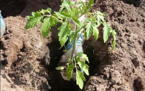 Как правильно рассчитать дозу удобрений для томатов в теплице в августе. Правильная подкормка томатов на каждом этапе: сколько раз за сезон кормить, составы и сроки, таблица внесения удобрений