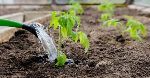 Можно ли использовать органические удобрения для подкормки томатов в теплице. Подкормка томатов при высадке в теплицу