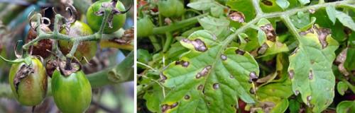 Какие виды удобрений наиболее эффективны для подкормки томатов в августе в теплице. УХОД ЗА ПОМИДОРАМИ В АВГУСТЕ: ВАЖНЫЕ МЕРЫ И РЕКОМЕНДАЦИИ