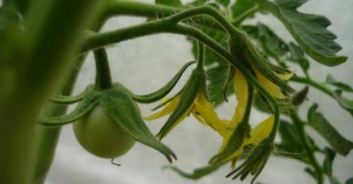 Как правильно рассчитать дозу удобрений для томатов в теплице в августе. Правильная подкормка томатов на каждом этапе: сколько раз за сезон кормить, составы и сроки, таблица внесения удобрений