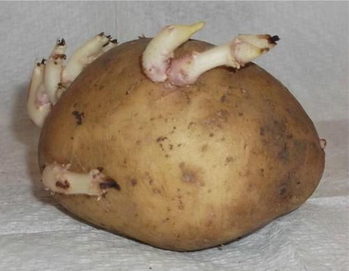 Мягкая картошка с ростками. Почему проросшая картошка считается вредной