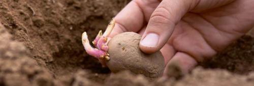 Как вырастить картошку. Посадка картофеля: сроки и методы