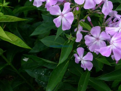 На листьях у флоксов белый налет. Почему у флоксов белеют листья: что делать? 01