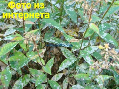 На листьях у флоксов белый налет. Почему у флоксов белеют листья: что делать? 04