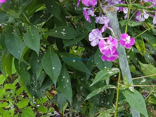 На листьях у флоксов белый налет. Почему у флоксов белеют листья: что делать? 03