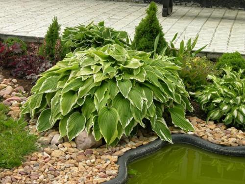 Сад хост. Любимая хоста в саду и во дворе: 60 красивых ландшафтных идей