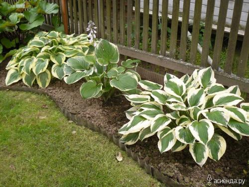 Сад хост. Любимая хоста в саду и во дворе: 60 красивых ландшафтных идей