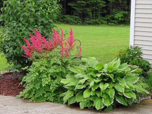 Сад хост. Любимая хоста в саду и во дворе: 60 красивых ландшафтных идей