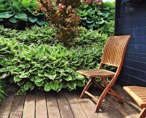 Сад хост. Любимая хоста в саду и во дворе: 60 красивых ландшафтных идей