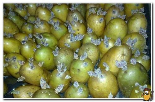 Что делать с зеленой картошкой. Посадочный материал