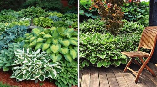 Сад хост. Любимая хоста в саду и во дворе: 60 красивых ландшафтных идей