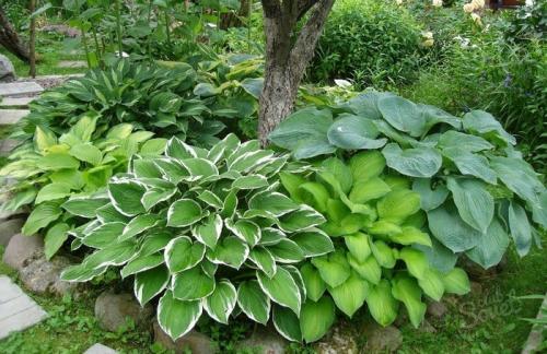 Сад хост. Любимая хоста в саду и во дворе: 60 красивых ландшафтных идей