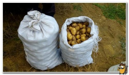 Что делать с зеленой картошкой. Посадочный материал