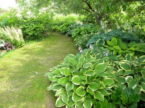 Сад хост. Любимая хоста в саду и во дворе: 60 красивых ландшафтных идей