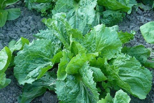 Как ухаживать за цикорисом во время его роста. Уход за цикорием