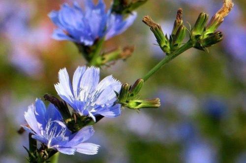 Как ухаживать за цикорисом во время его роста. Уход за цикорием