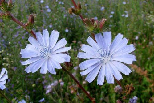 Как ухаживать за цикорисом во время его роста. Уход за цикорием