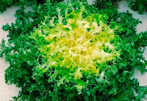 Какие сорта цикориса существуют. Эндивий