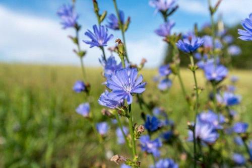 Как ухаживать за цикорисом во время его роста. Уход за цикорием