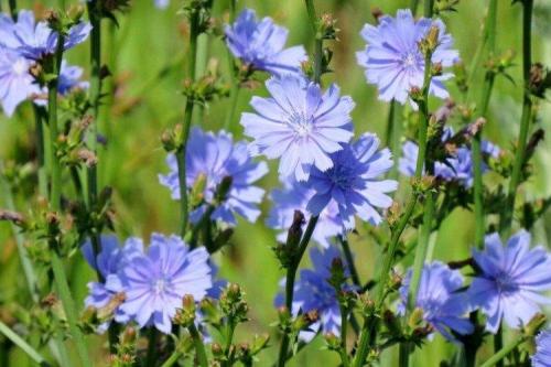 Как ухаживать за цикорисом во время его роста. Уход за цикорием
