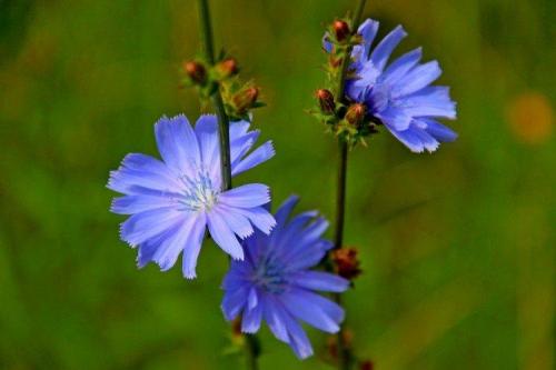 Как ухаживать за цикорисом во время его роста. Уход за цикорием