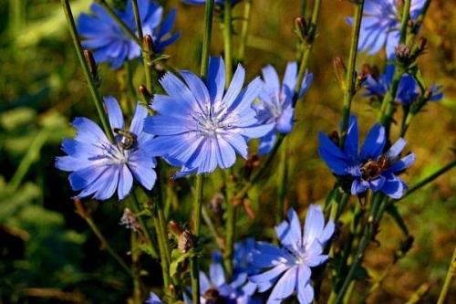 Как выбрать место для посадки цикориса в огороде. Выращивание и уход за цикорием в огороде, пересадка и размножение